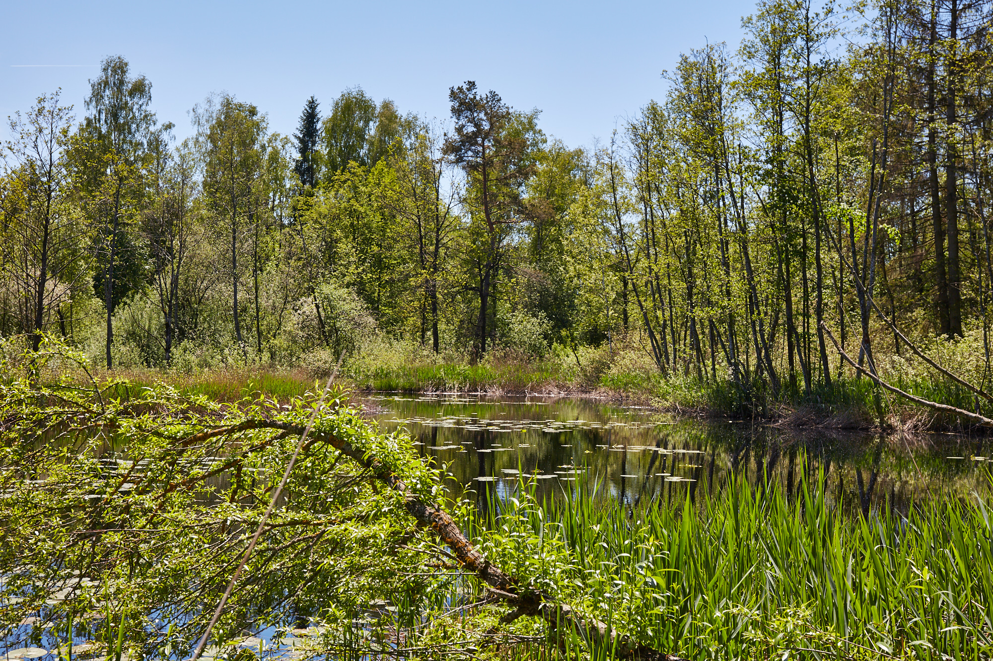 Wurzacher Ried
