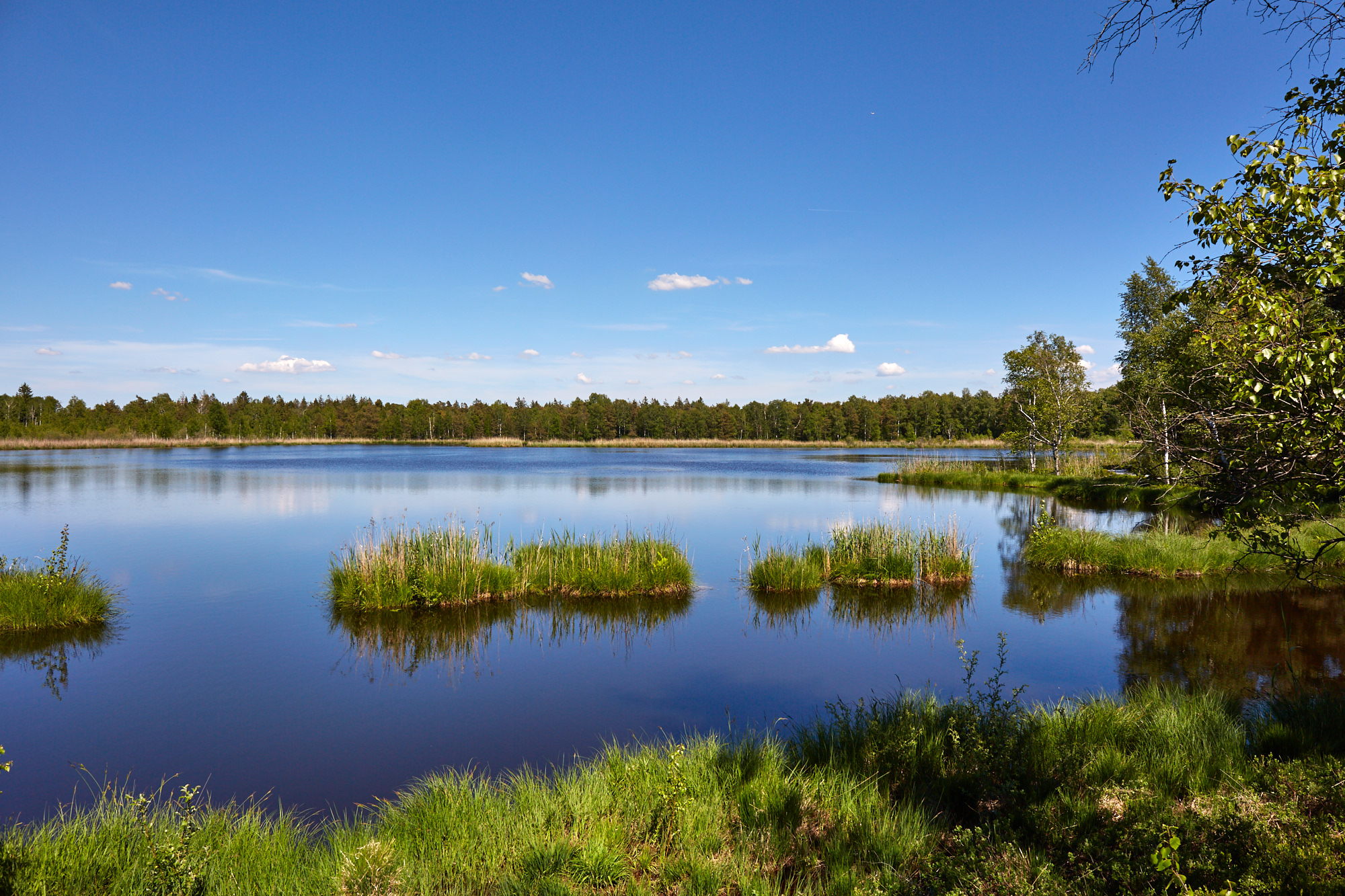 Wurzacher Ried