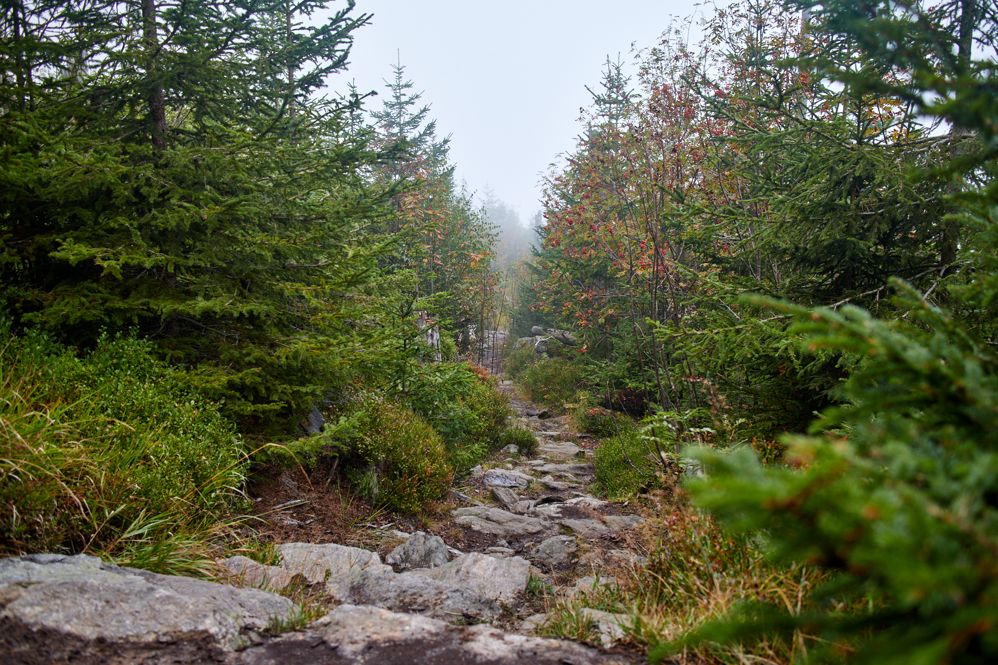 Finsterau - NP Bayerischer Wald