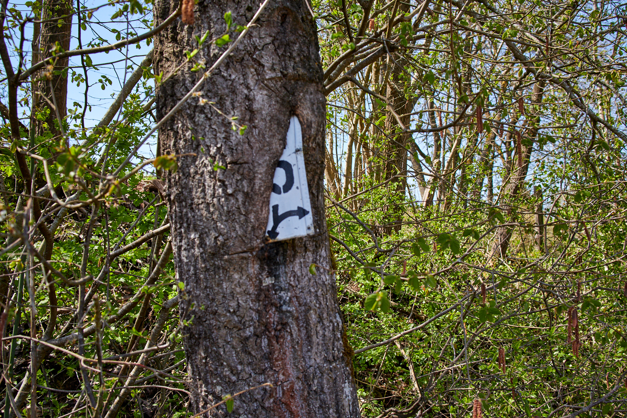 EifelSchleife Naturwanderpfad