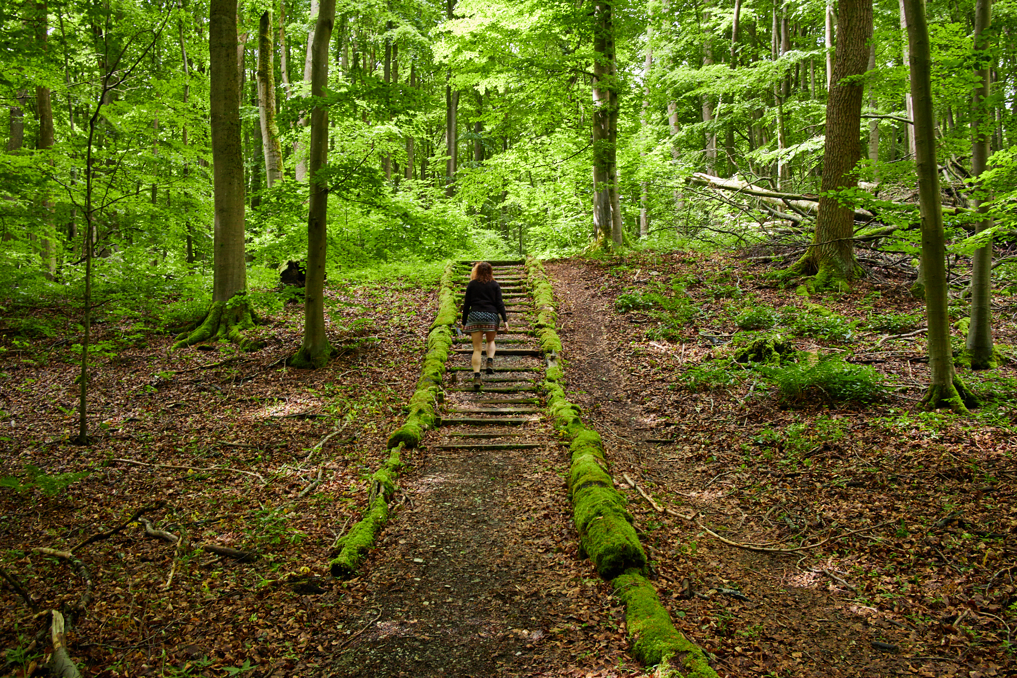 Hainich Betteleichenweg Hainich Betteleichenweg