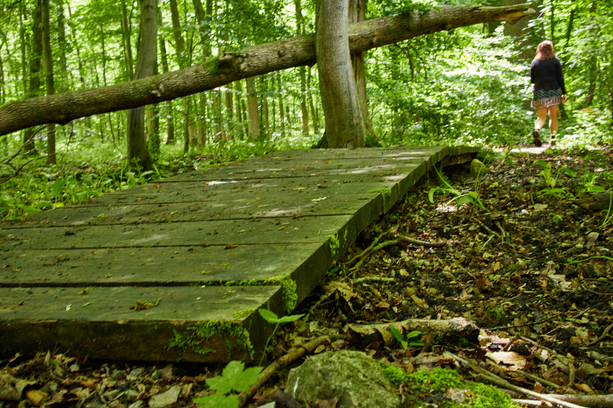 Hainich Betteleichenweg Hainich Betteleichenweg