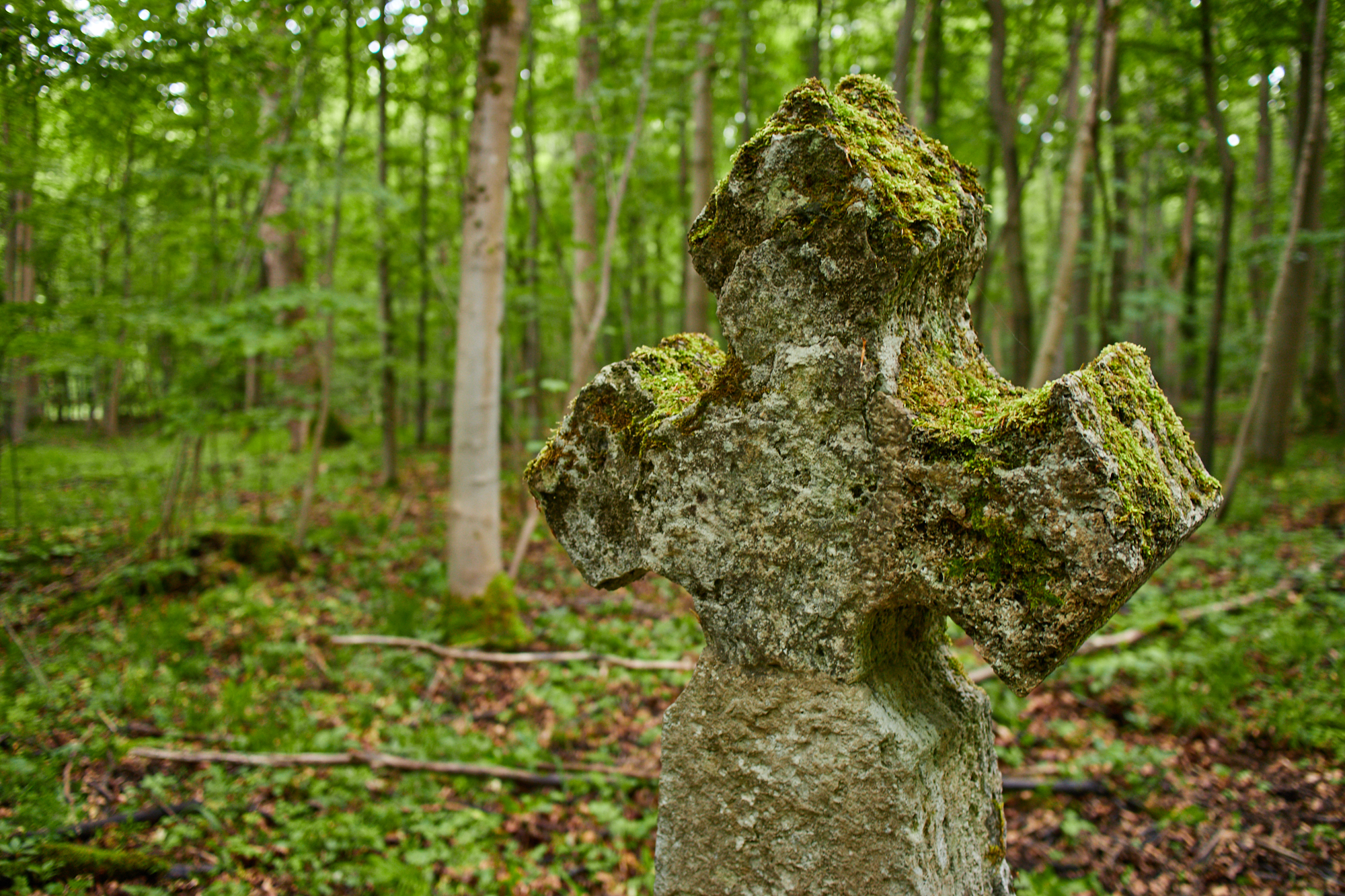 Hainich Betteleichenweg Hainich Betteleichenweg