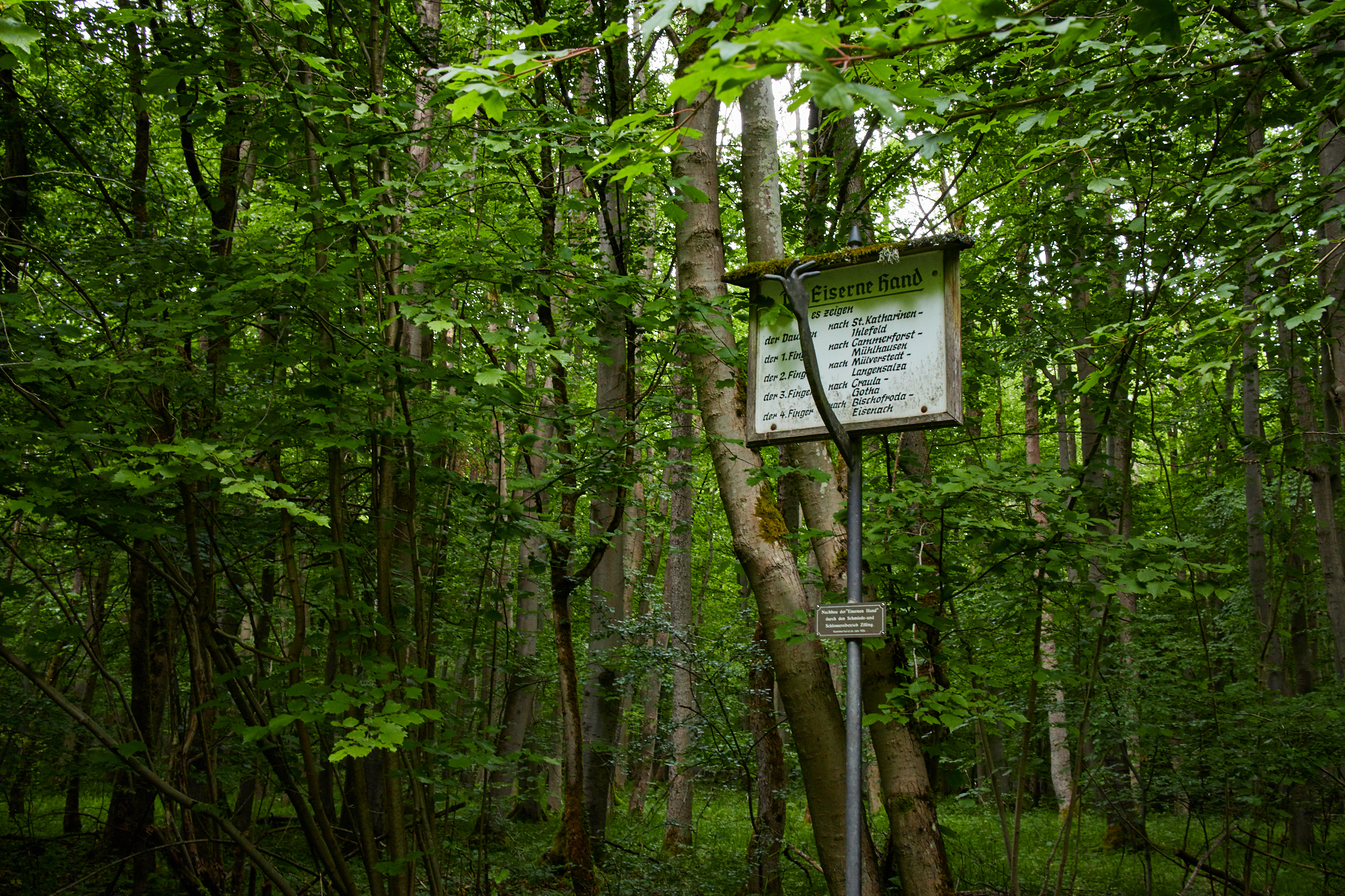 Hainich Betteleichenweg Hainich Betteleichenweg