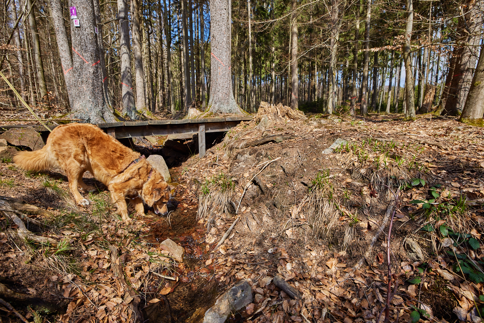 NP Hunsrück - Kirschweiler Festung Kirschweiler Festung