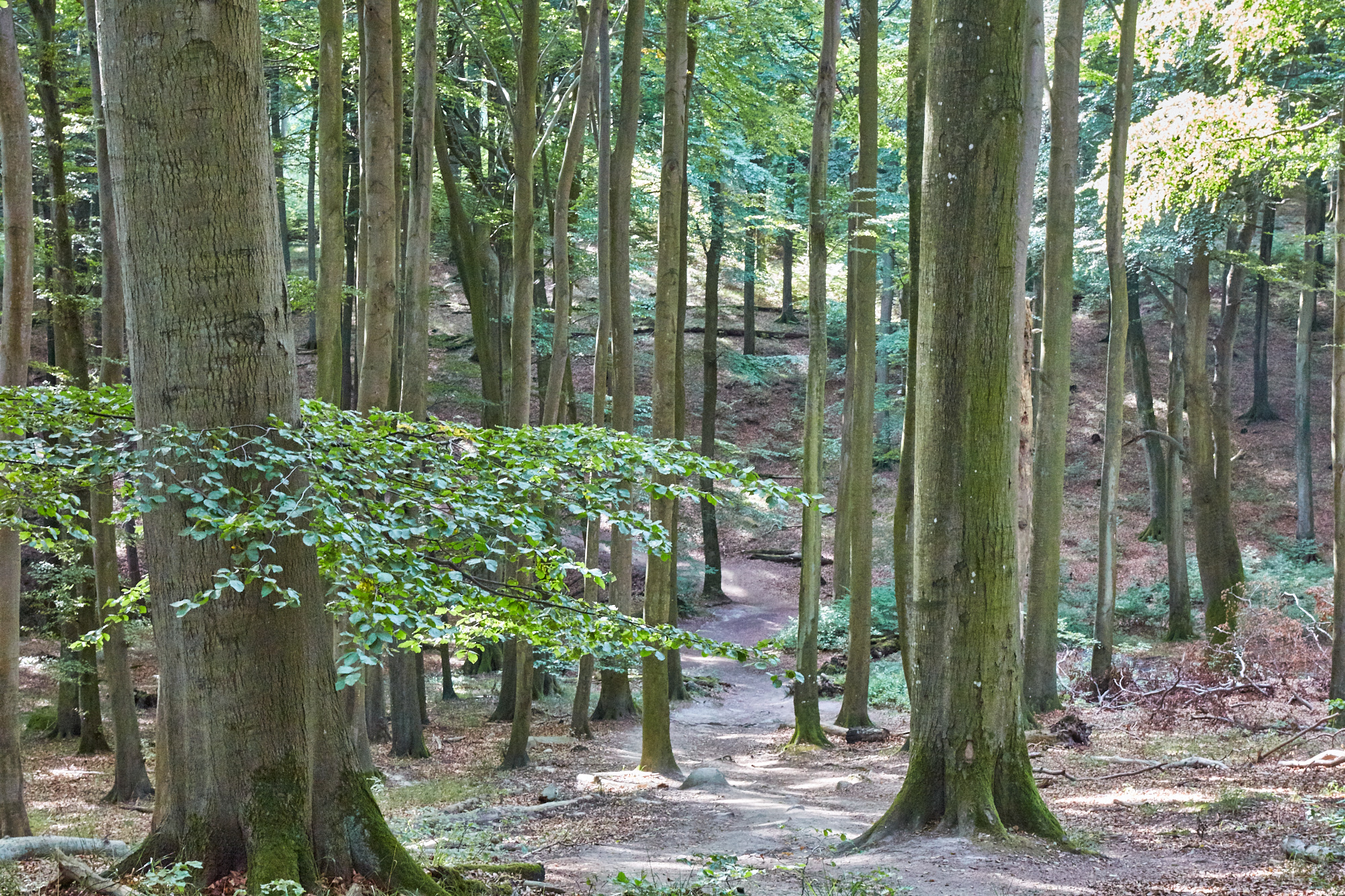 Nationalpark Jasmund