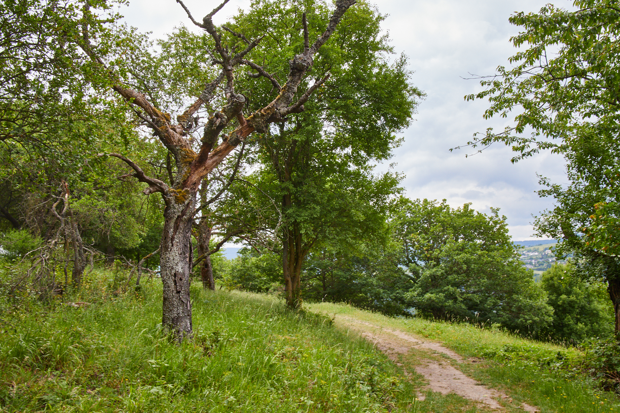 Wisper Trail: Rhein-Wisper-Glück