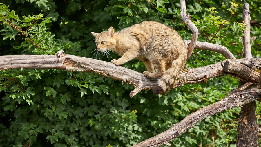 Wildkatzenpfad
