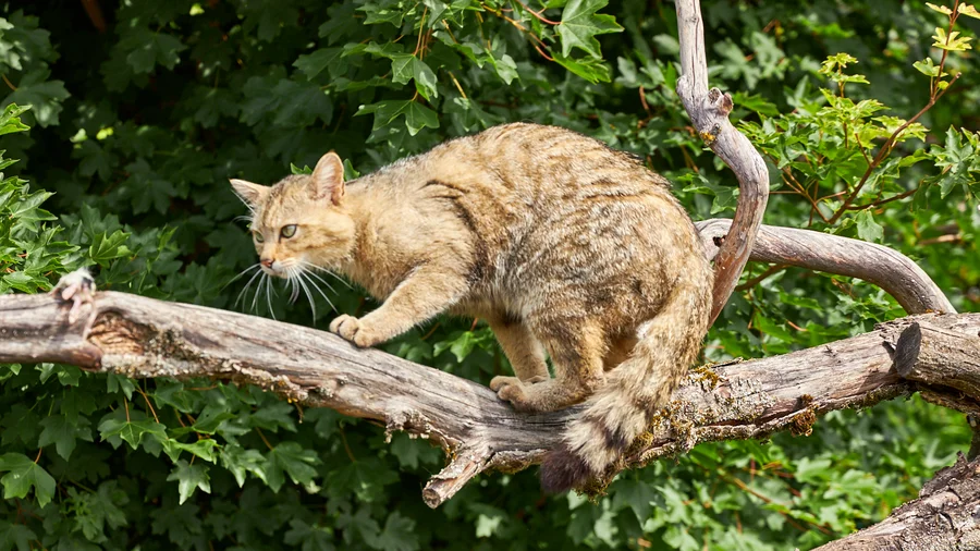 Wildkatzendorf Hütscheroda