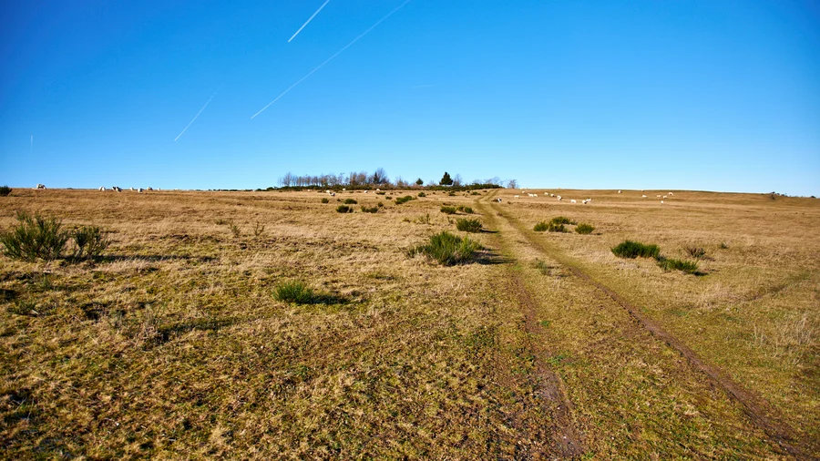 Dreiborner Hochfläche