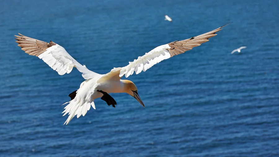 Basstölpel Helgoland