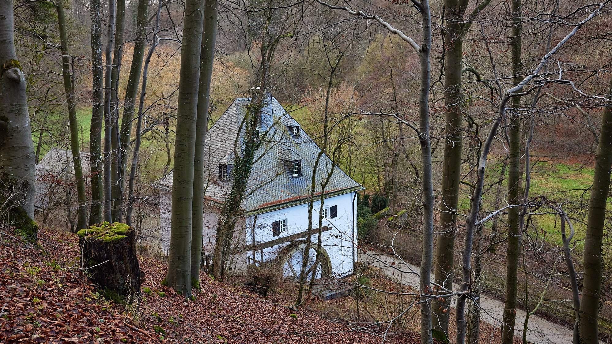 EifelSchleife Küchenschellen