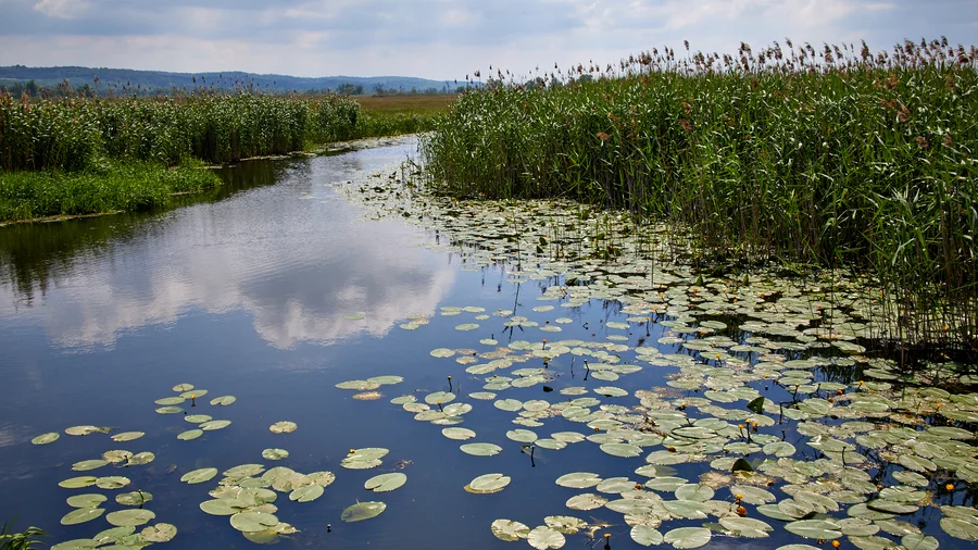 Oderpolder