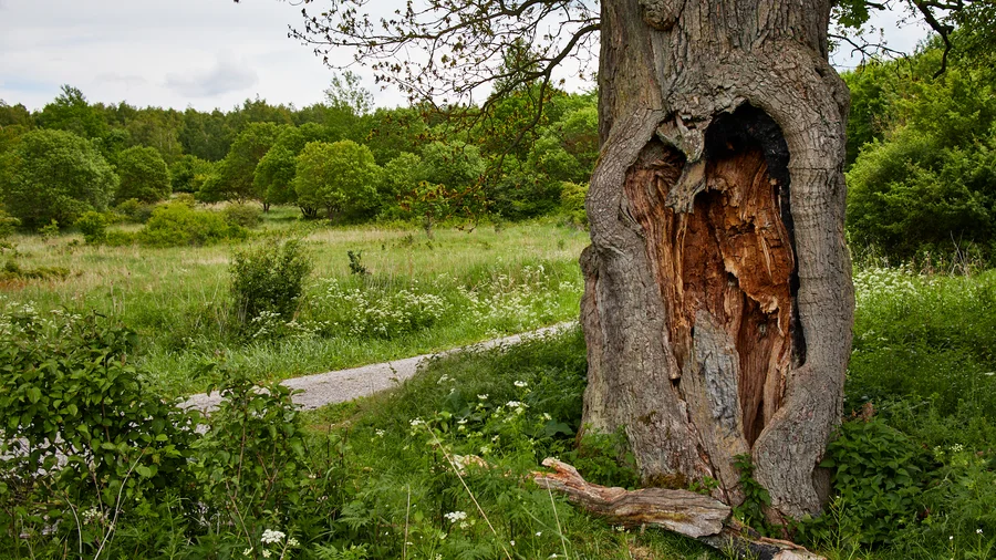 Wildkatzenpfad Hütscheroda