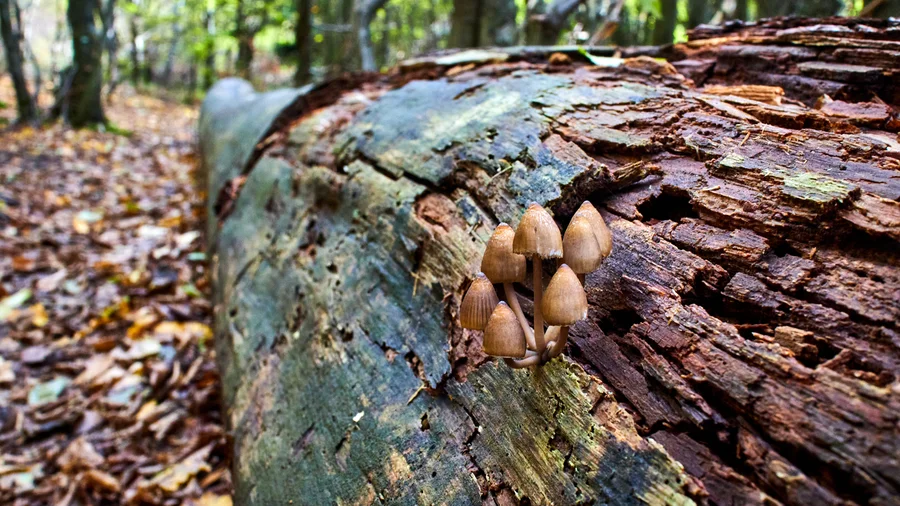 Bloßenberg Route - Nationalpark Kellerwald Edersee