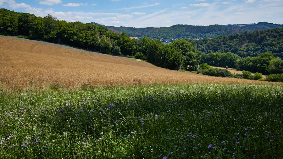 Wiedtal
