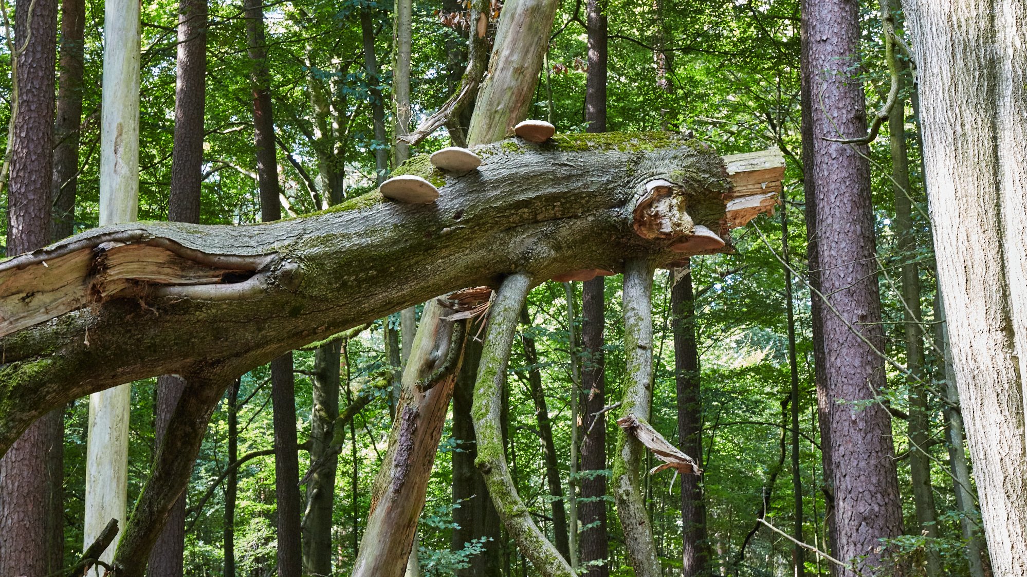 Nationalpark Serrahn