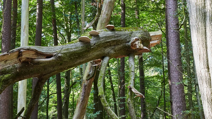 Nationalpark Serrahn