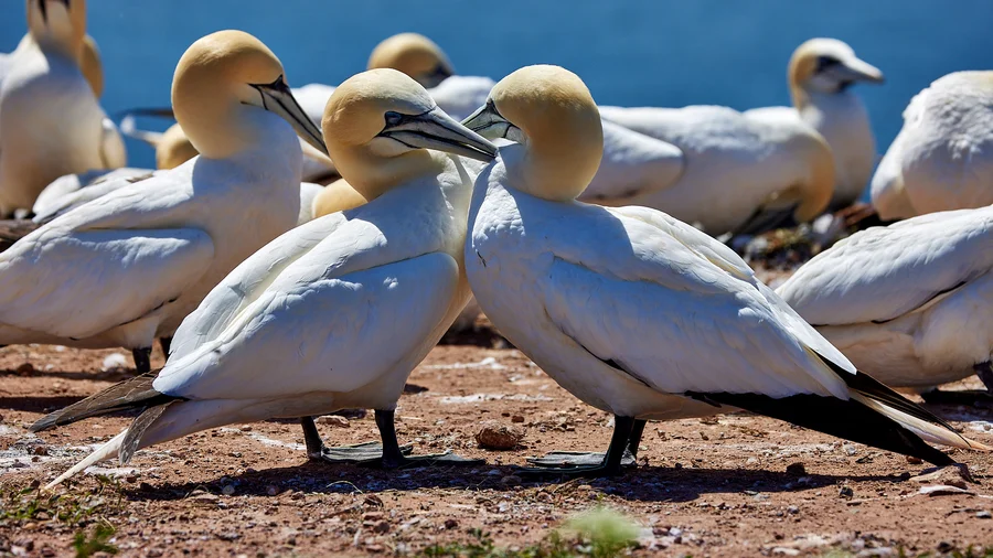 Basstölpel Helgoland
