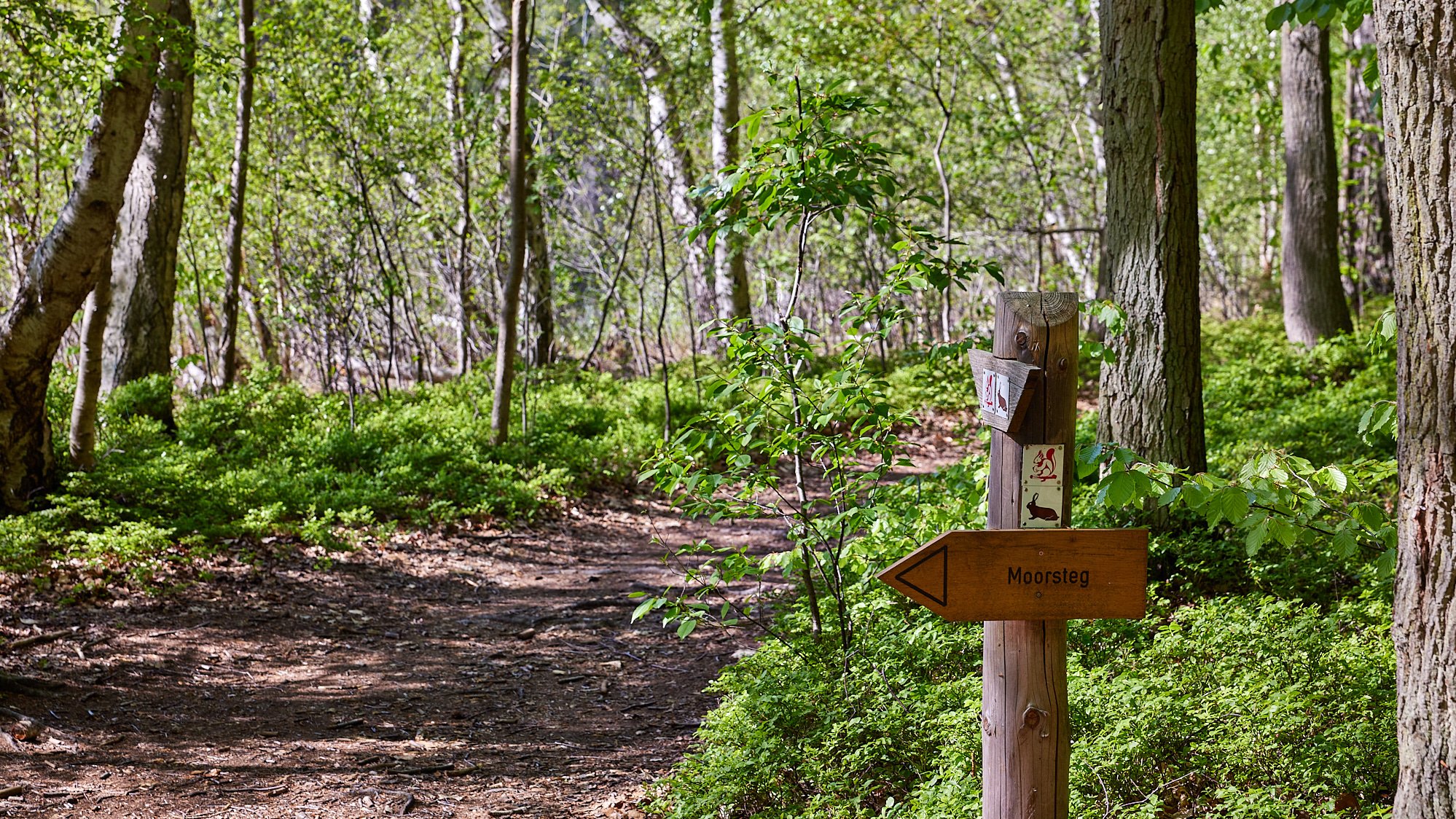 Moorpfad - Nationalpark Müritz