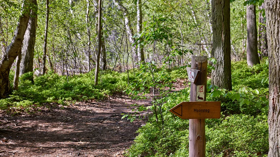 Moorpfad - Nationalpark Müritz