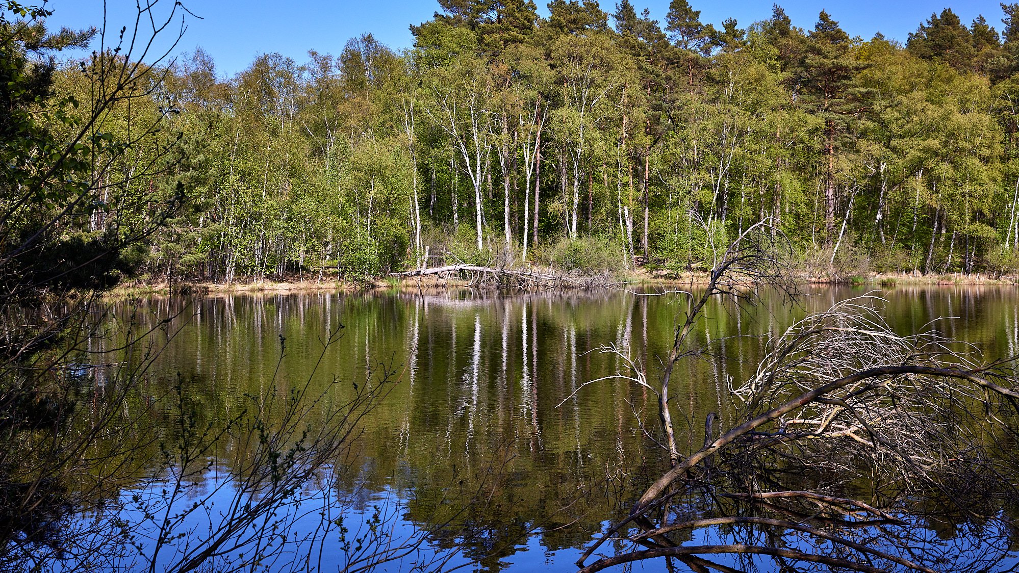 Moorpfad - Nationalpark Müritz