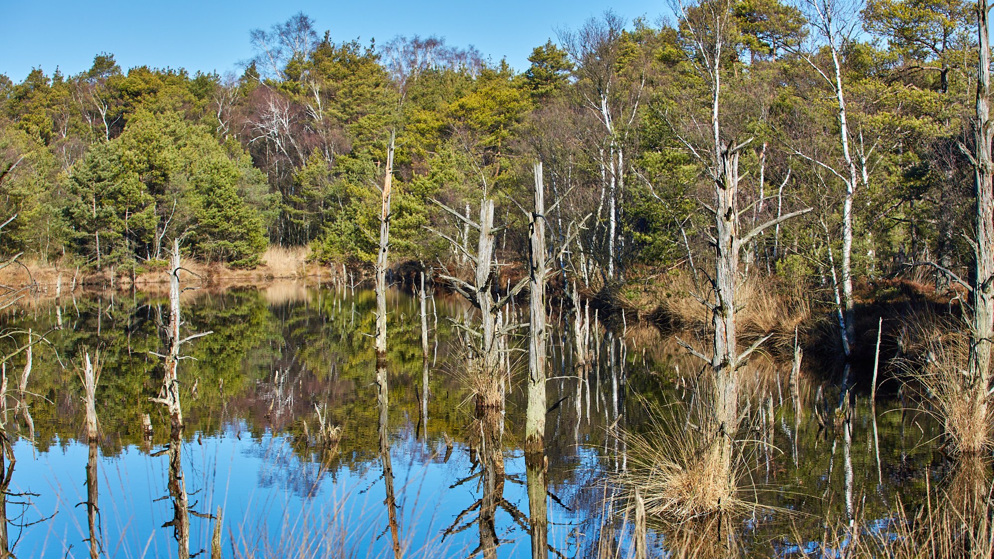 Pietzmoor