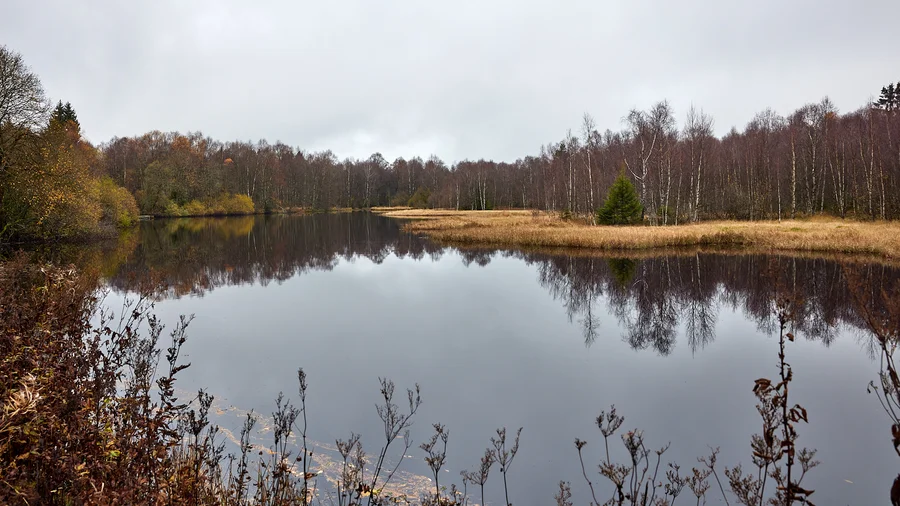 Moores am Roten Moor