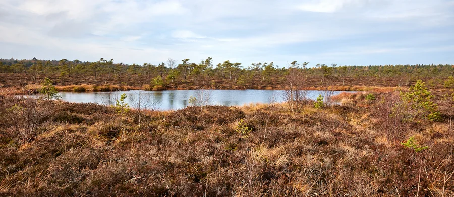 Moorauge im Schwarzen Moor