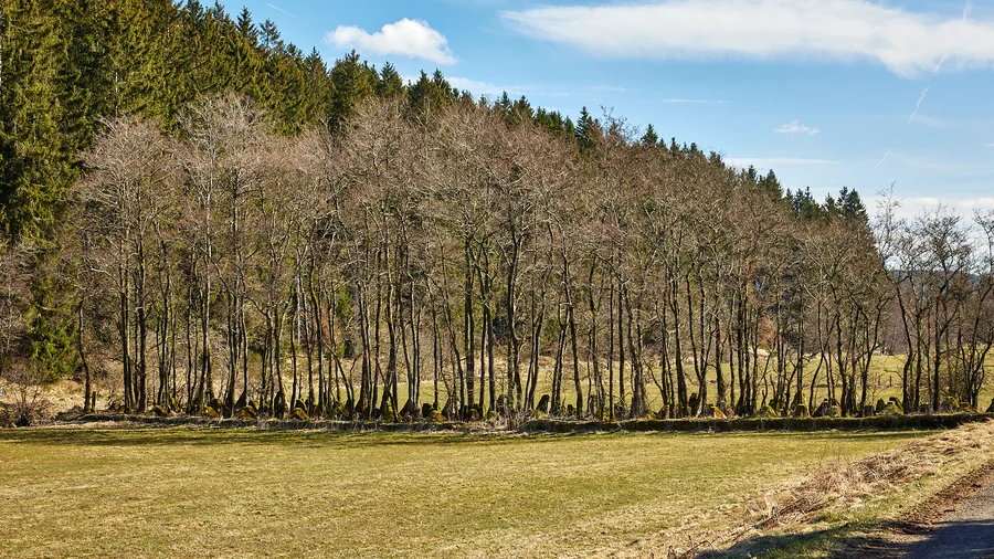 EifelSchleife 13-Quellen