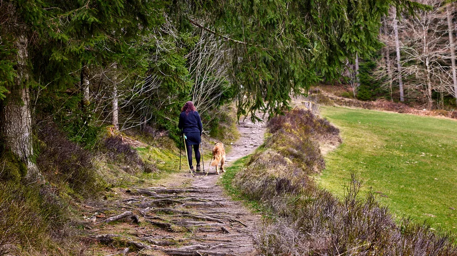 Baiersbronner Satteleisteig