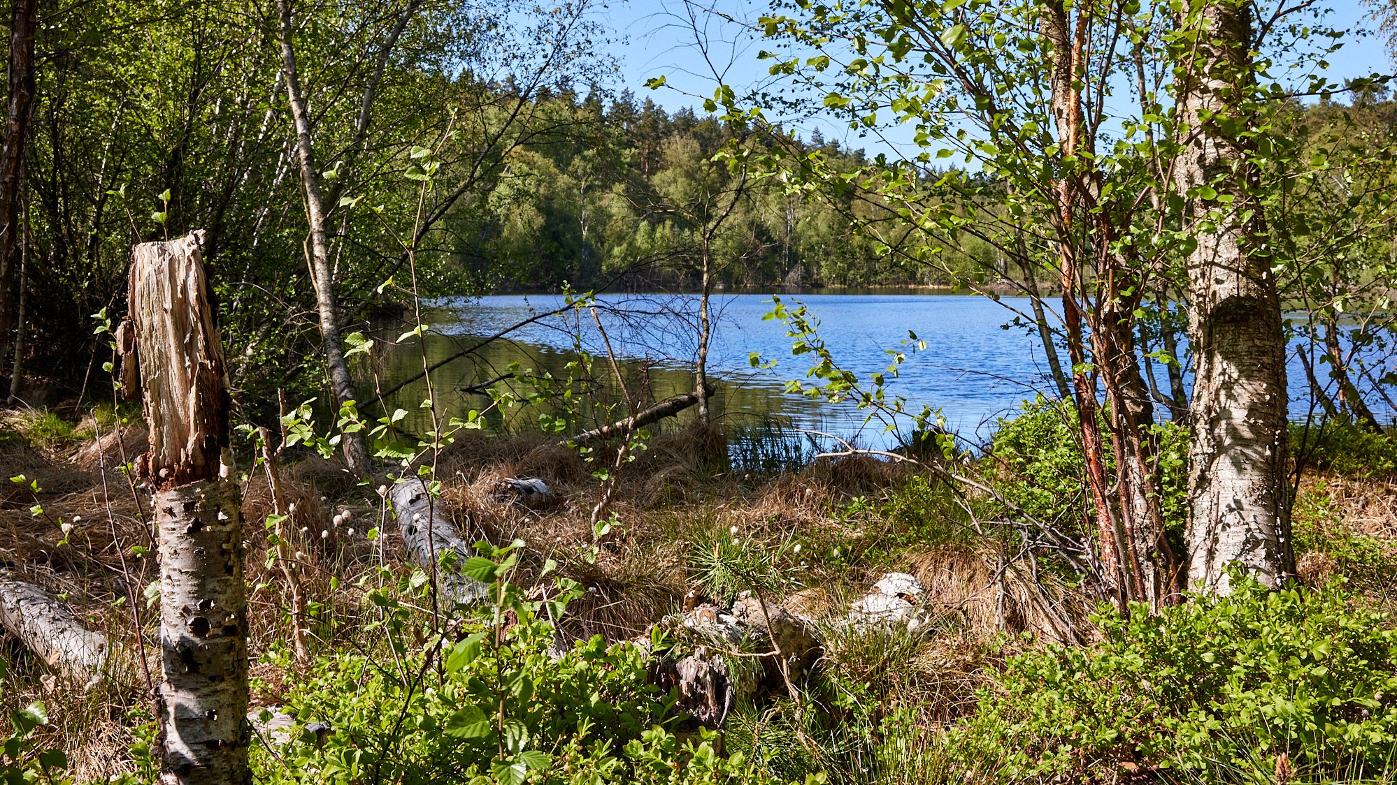 Moorpfad - Nationalpark Müritz