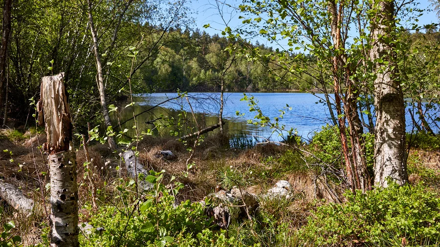 Moorpfad - Nationalpark Müritz