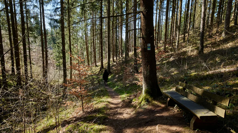 EifelSchleife Wildenburgsteig
