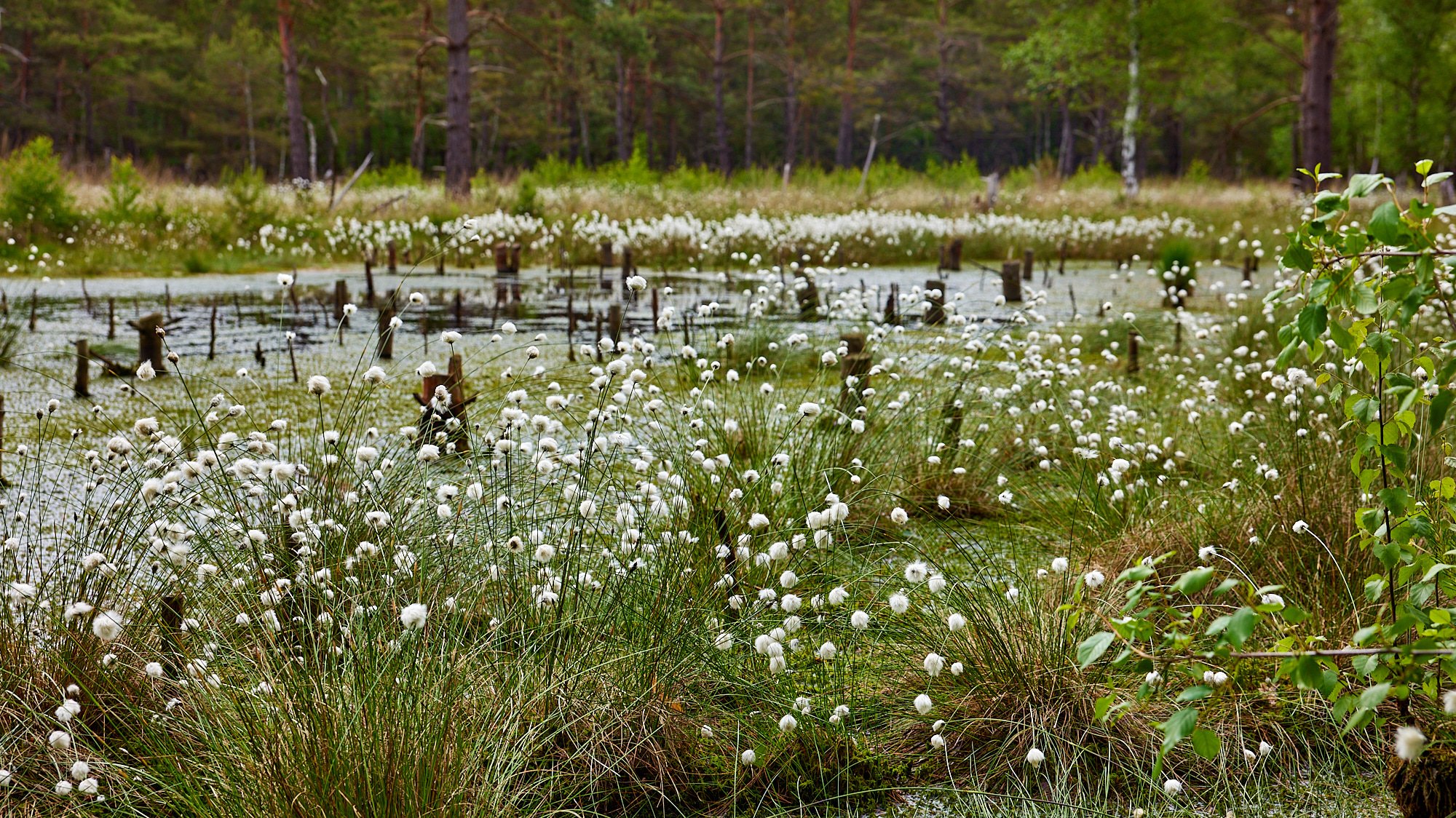 Nordpfad Dör't Moor