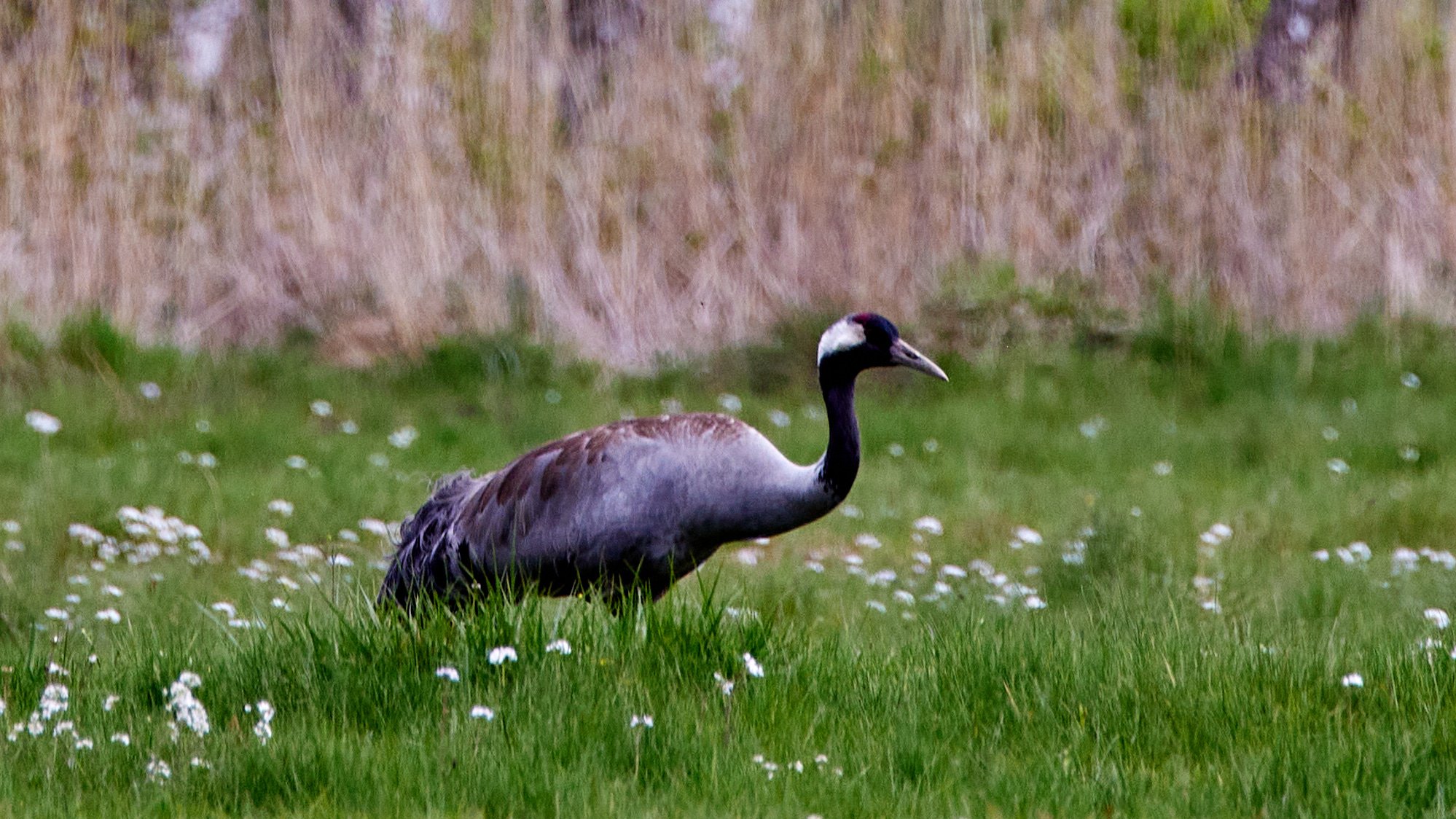 Kraniche im Nationalpark Müritz