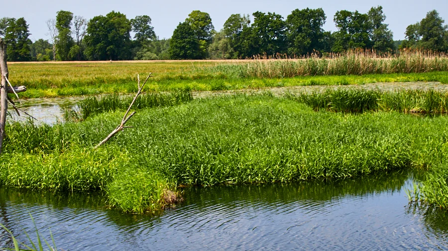 Oderauen bei Teerofen