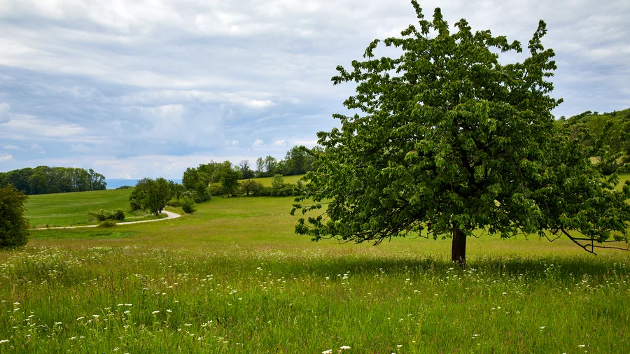 Wildkatzenpfad Hütscheroda