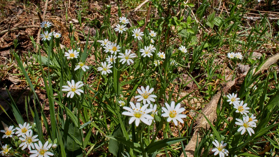 EifelSchleife Naturwanderpfad