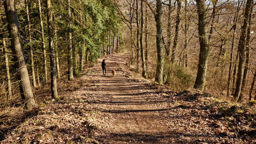 Förstersteig