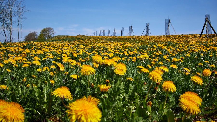 EifelSchleife Naturwanderpfad