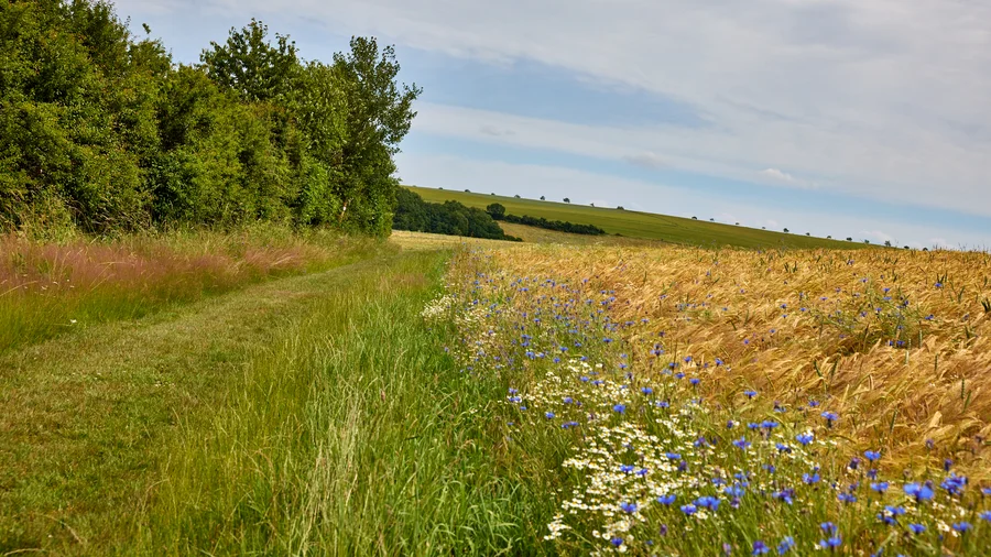 Soonwaldschleife