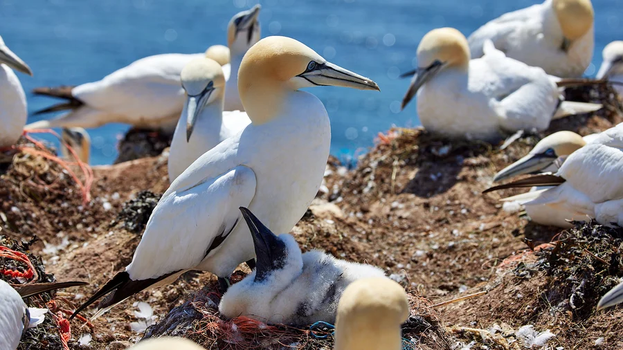 Basstölpel Helgoland
