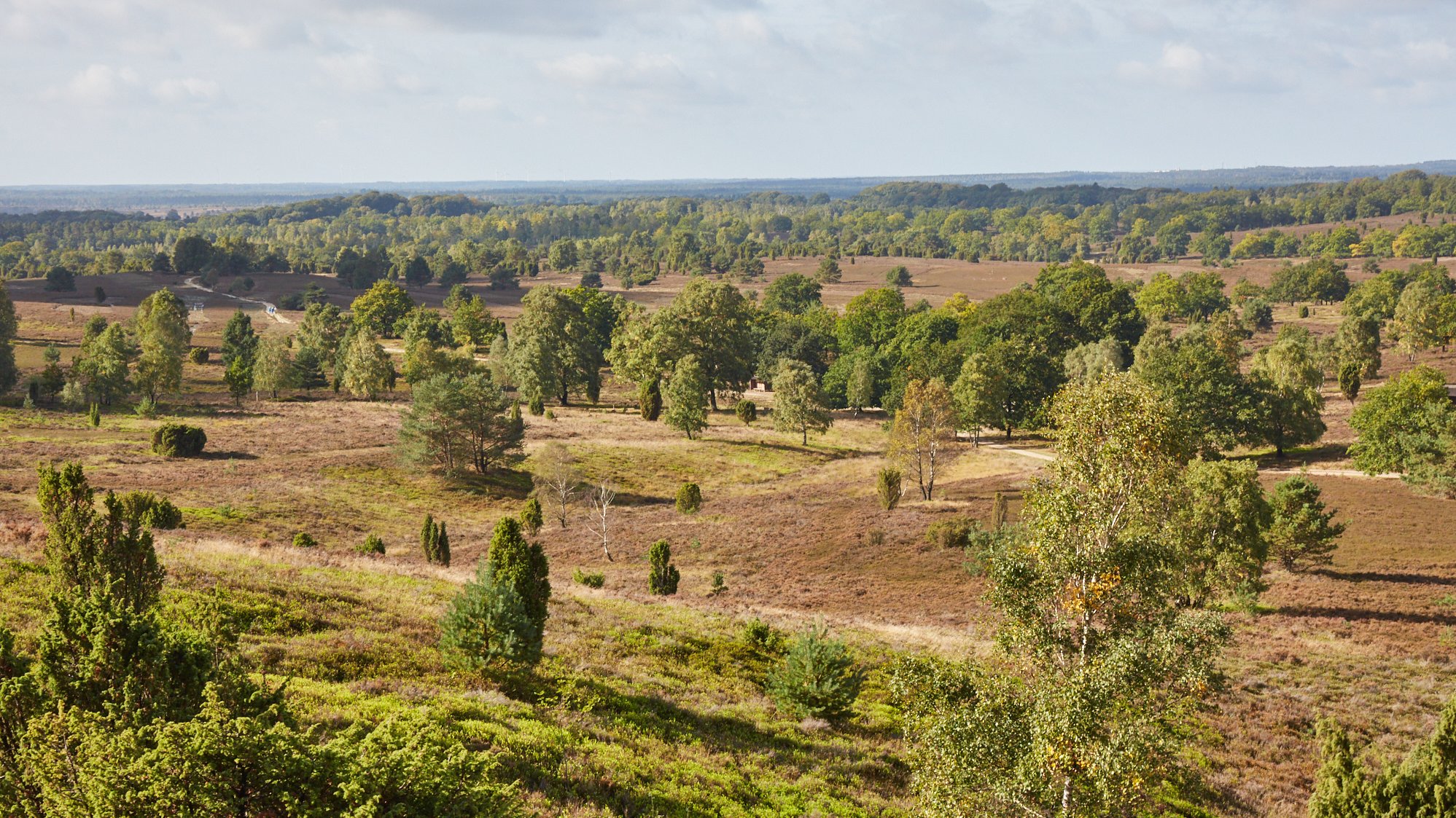 Wilseder Berg und Totengrund