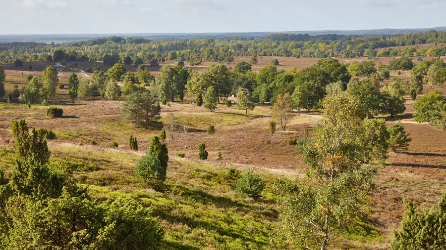 Lüneburger Heide