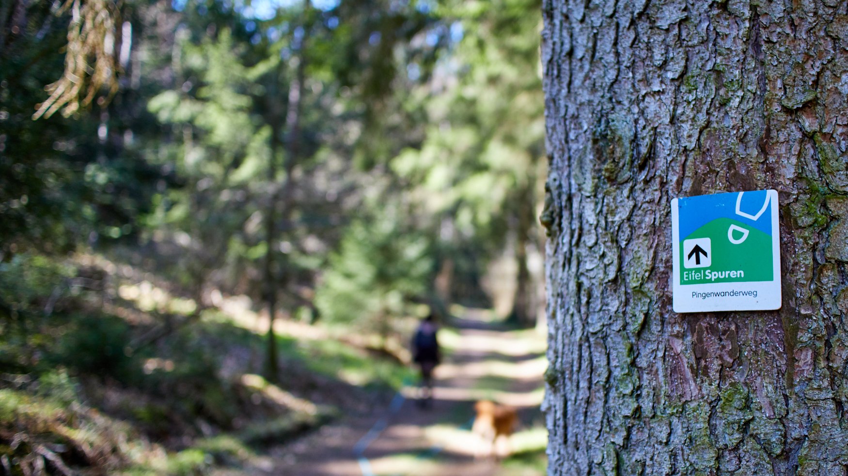 EifelSpur Pingenwanderweg