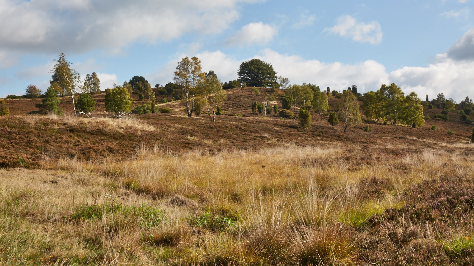 Wilseder Berg und Totengrund 