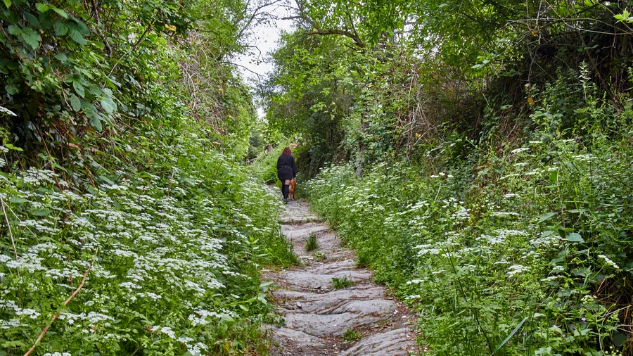 Wisper Trails: Rhein-Wisper-Glück 