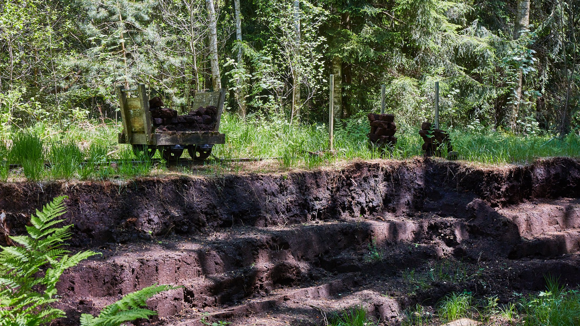 Wurzacher Ried