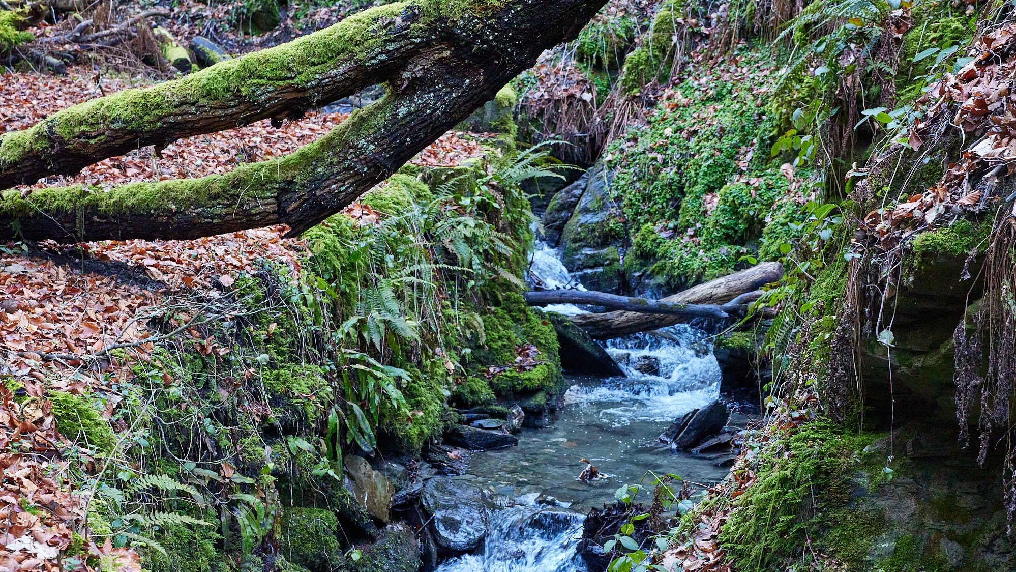 Liebesschlucht Zell/Mosel